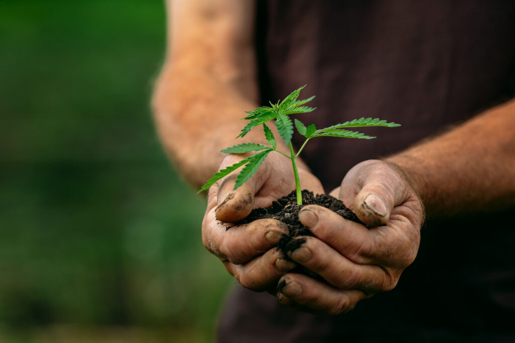 Hemp farmer holding a seedling