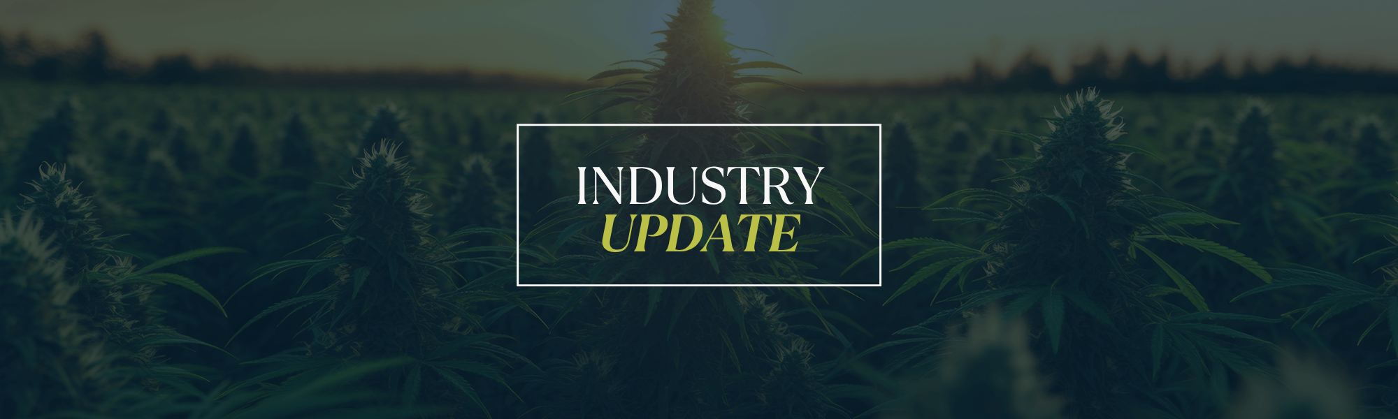 Hemp industry update